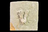 Fossil Crinoid (Sarocrinus) - Crawfordsville, Indiana #157250-1